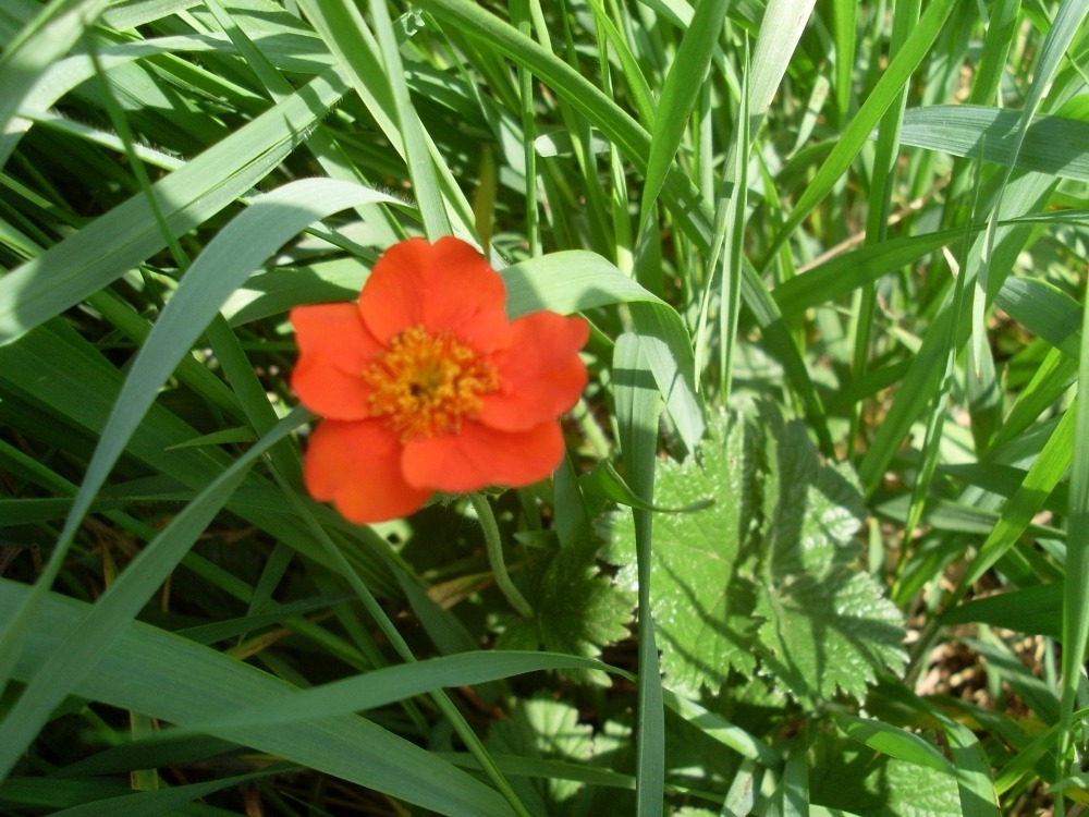 Geum chiloense (гравилат чилийский) Geum chiloense (гравилат чилийский)