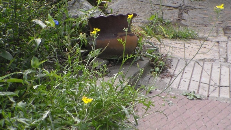 Декоративный огород