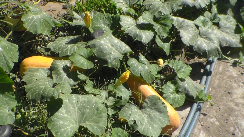 Декоративный огород