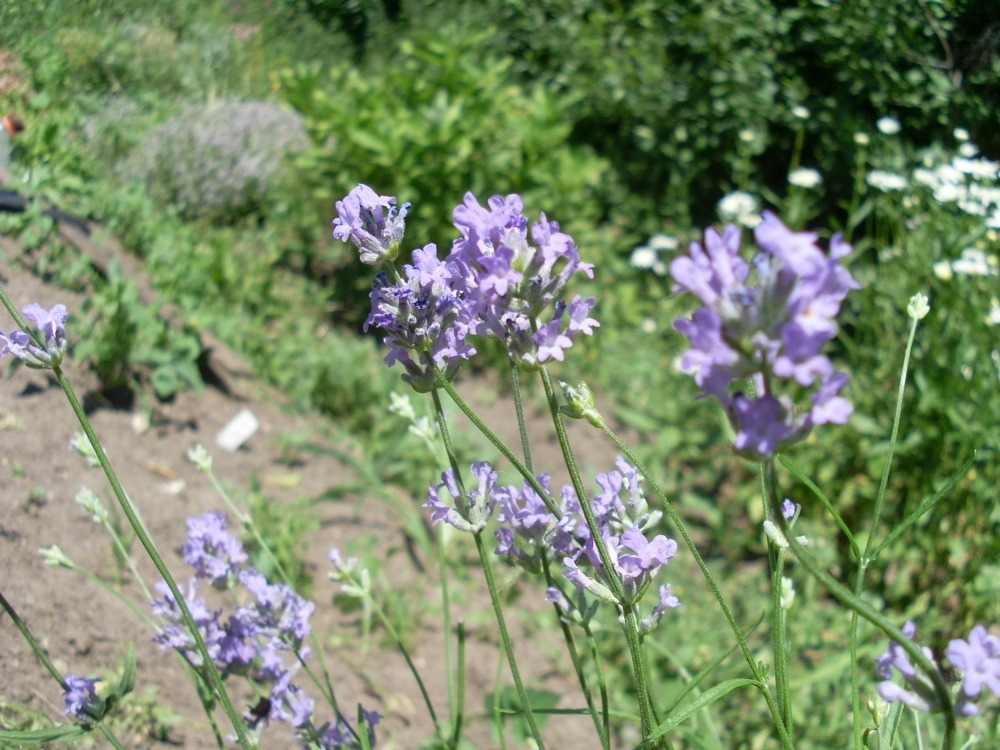 Lavandula angustifolia (лаванда узколистная) Lavandula angustifolia (лаванда узколистная)