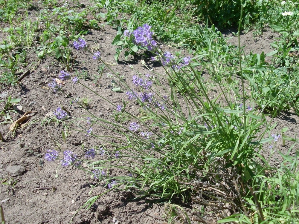 Lavandula angustifolia (лаванда узколистная) Lavandula angustifolia (лаванда узколистная)