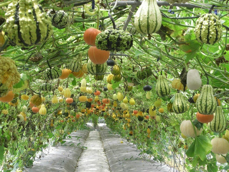 Декоративный огород