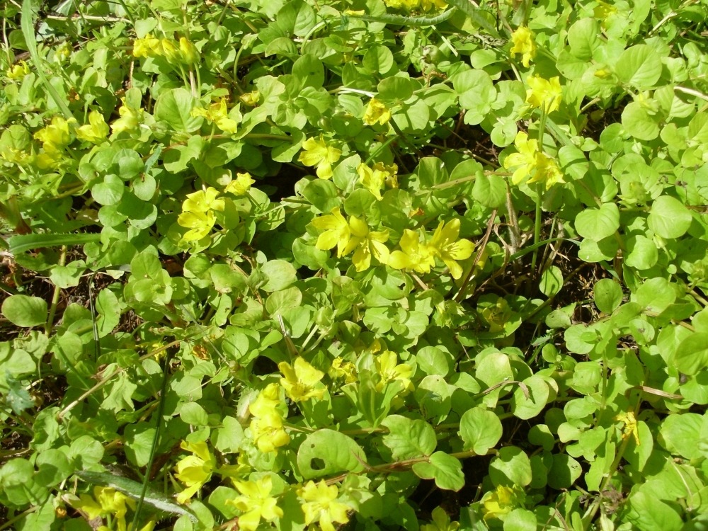 Lysimachia nummularia (вербейник монетчатый, луговой чай) Lysimachia nummularia (вербейник монетчатый, луговой чай )