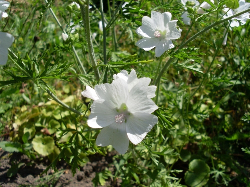Malva moschata (Мальва Белое совершенство) Malva moschata (Мальва Белое совершенство)