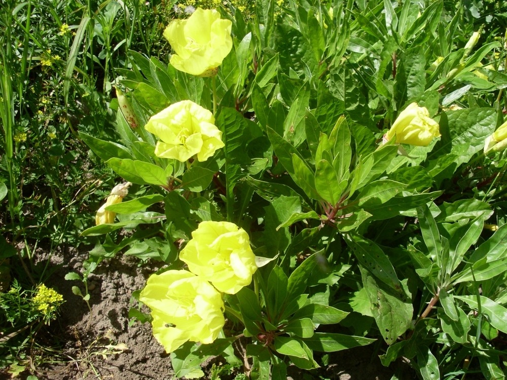 Oenothera missouriensis (энотера миссурийская) Oenothera missouriensis (энотера миссурийская)