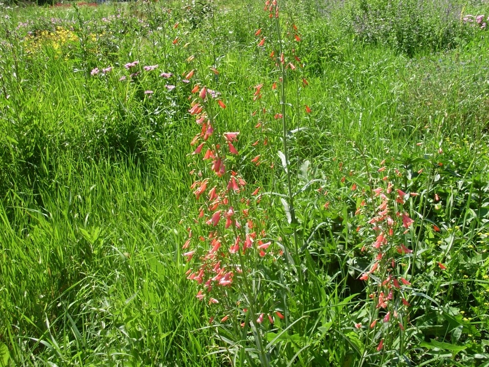 Penstemon barbatus (пенстемон бородатый) Penstemon barbatus (пенстемон бородатый)