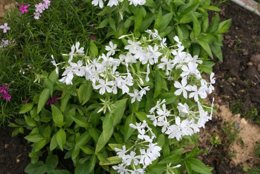 Phlox divaricata (флокс растопыренный) Phlox divaricata (флокс растопыренный)
