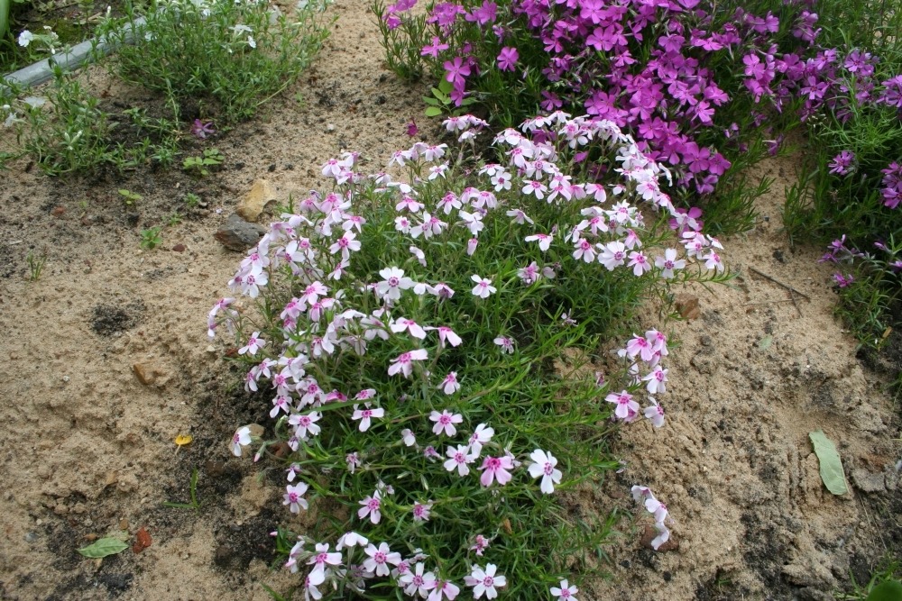 Phlox subulata (флокс шиловидный) Phlox subulata (флокс шиловидный) 1