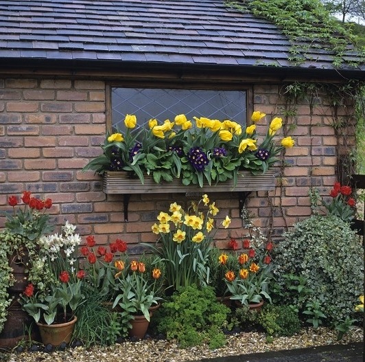 Сад тюльпанов