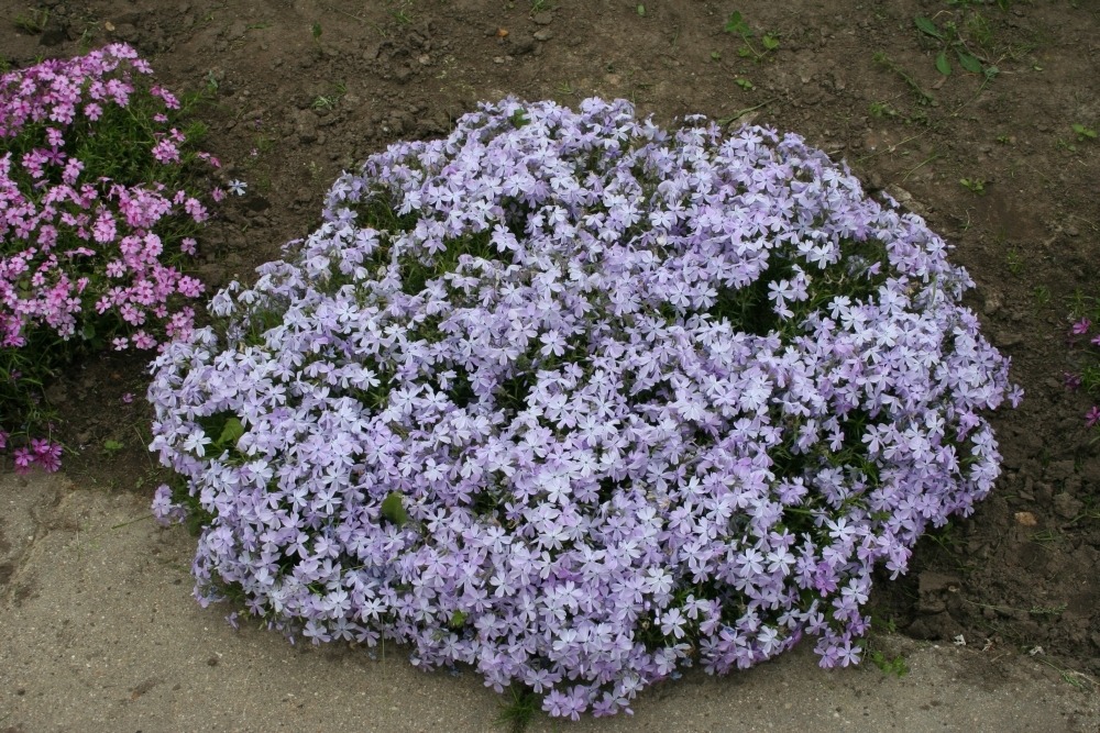 Phlox subulata (флокс шиловидный) Phlox subulata (флокс шиловидный)