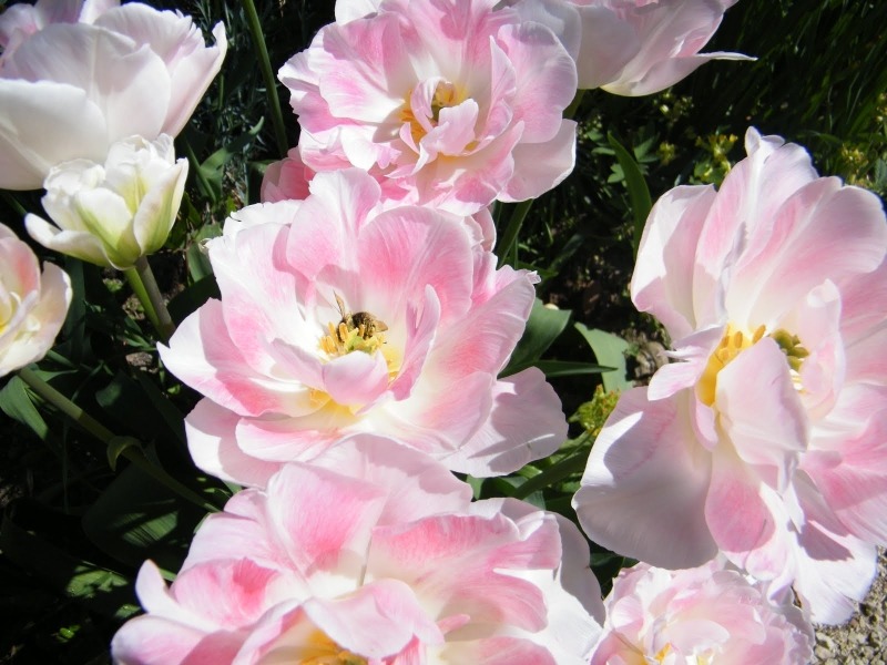 Тюльпаны сорта Angelique