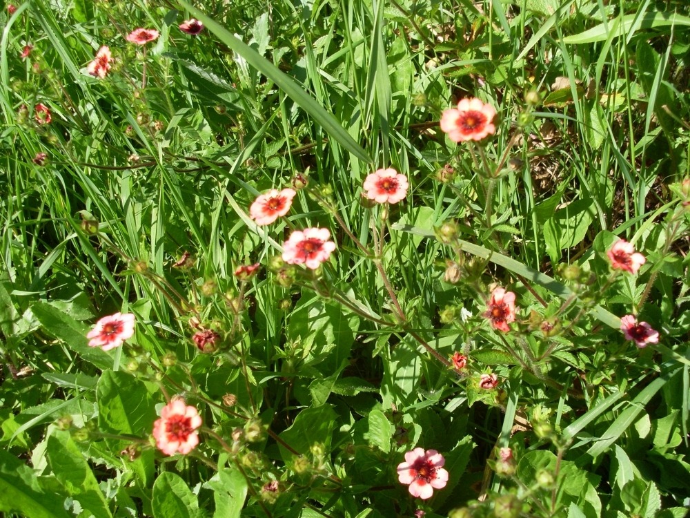 Potentilla nepalensis (лапчатка непальская) Potentilla nepalensis (лапчатка непальская)