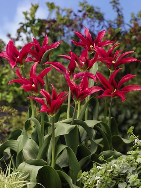 Тюльпаны сорта Dolls Minuet