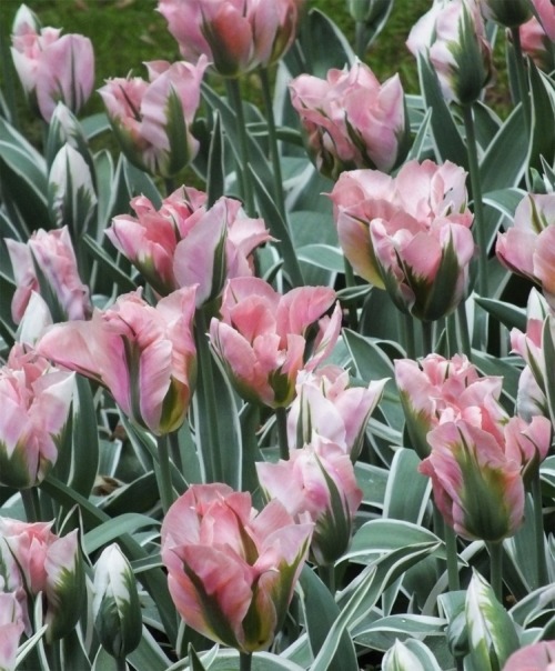 Тюльпаны сорта China Town