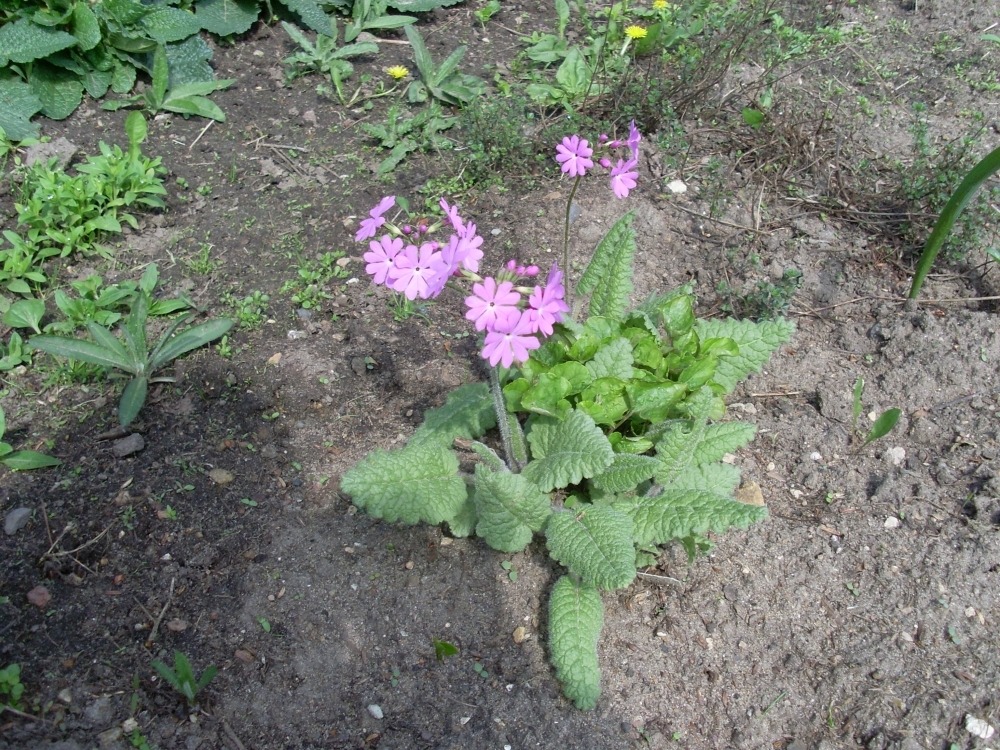 Primula cortusiana (примула) Primula cortusiana (примула)