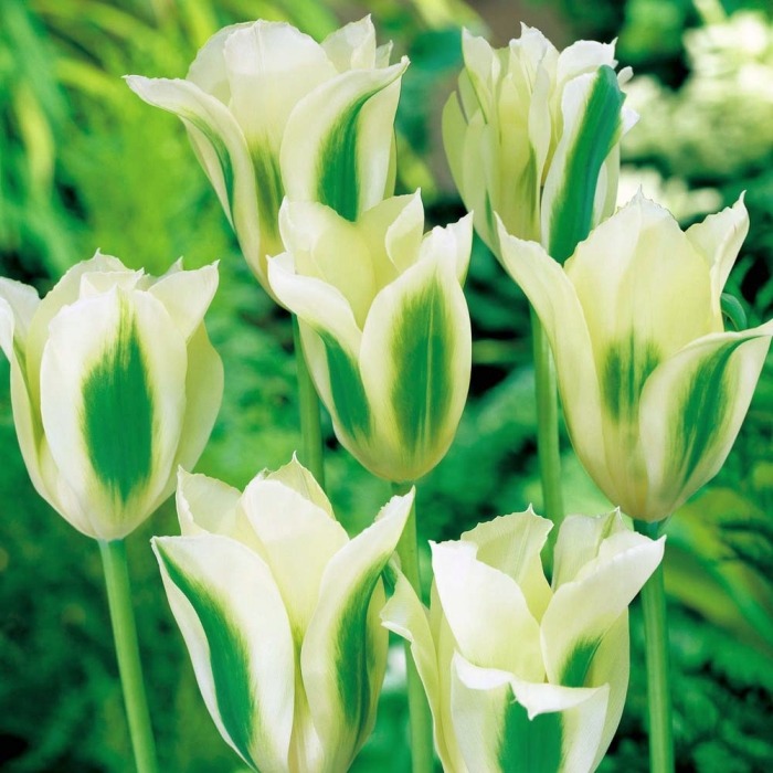 Тюльпаны сорта Spring Green