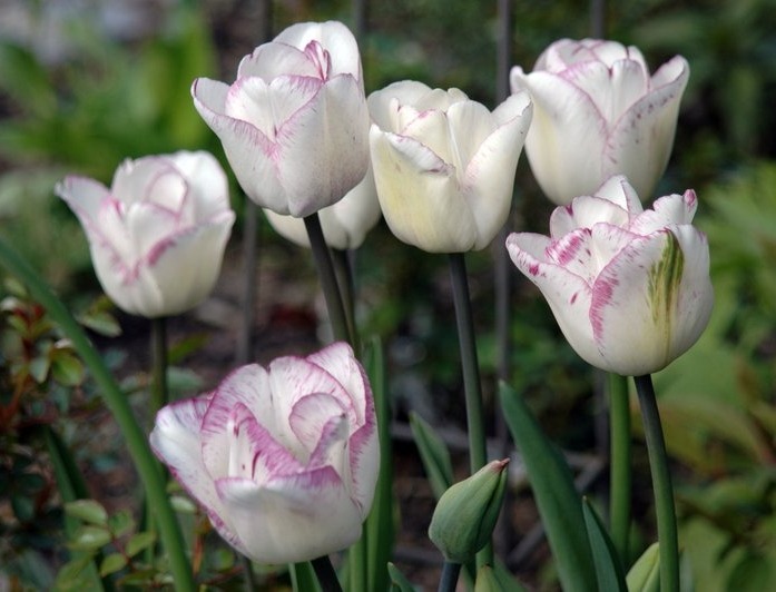 Тюльпаны сорта Shirley