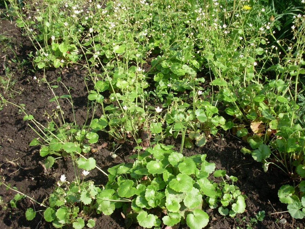 Saxifraga rotundifolia (камнеломка круглолистная) Saxifraga rotundifolia (камнеломка круглолистная)