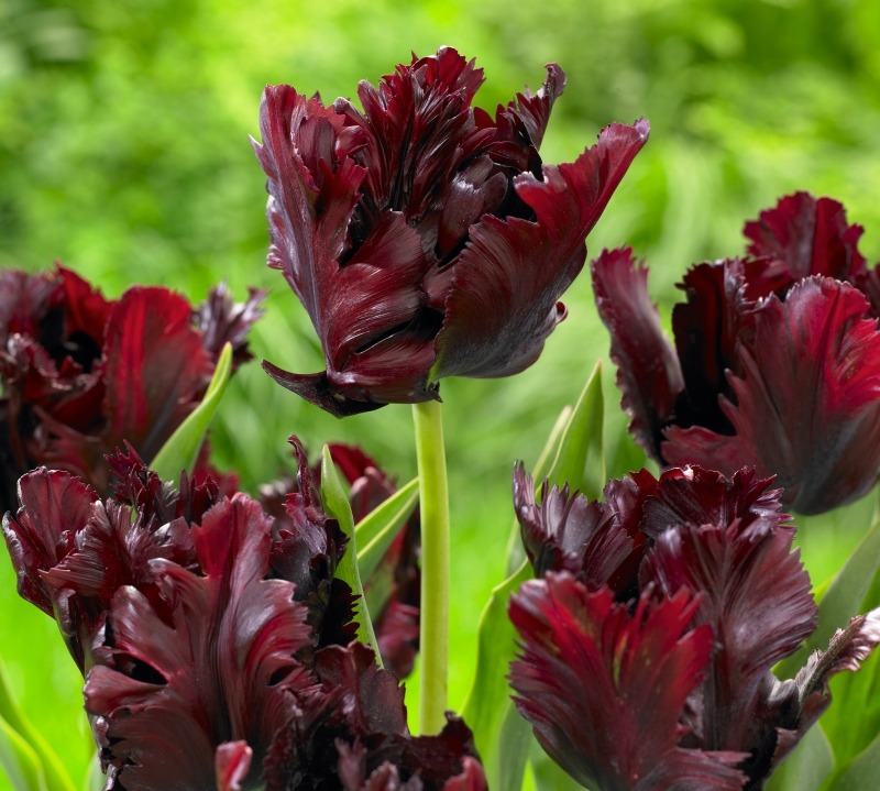 Тюльпаны сорта Black Parrot