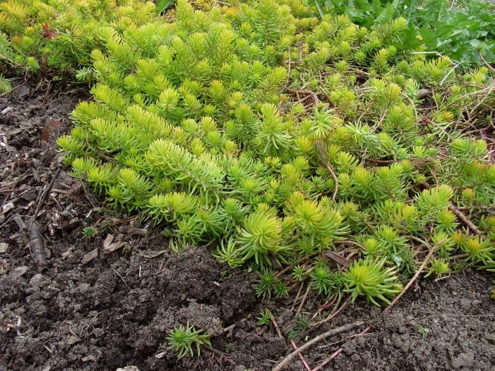 Sedum reflexum (седум отогнутый) Sedum reflexum (седум отогнутый)