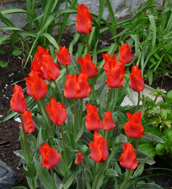 Тюльпаны сорта Red Riding Hood