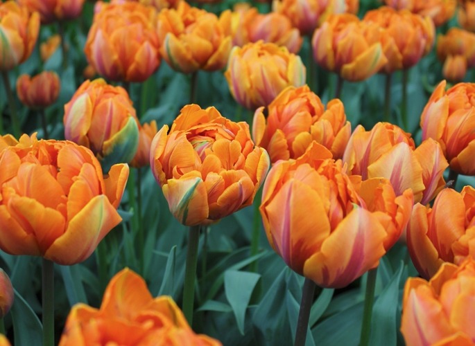 Тюльпаны сорта Orange Princess