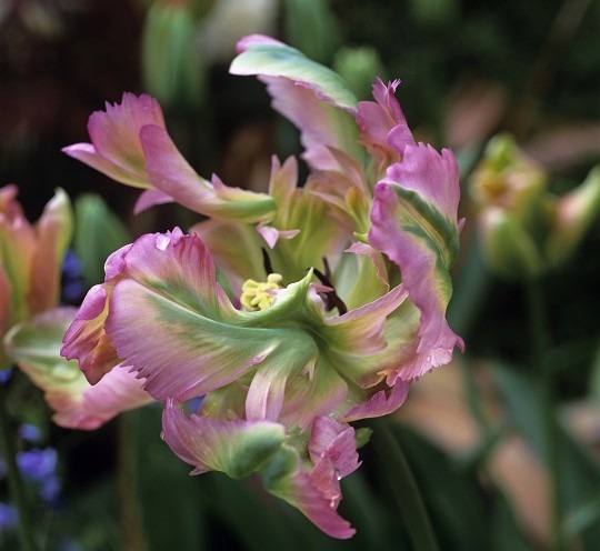 Тюльпаны сорта Green Wave