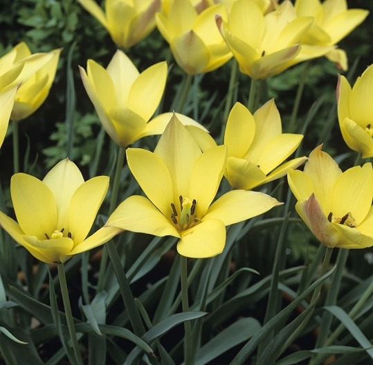 Тюльпаны сорта Honky Tonk