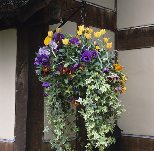 Сад тюльпанов