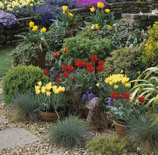 Сад тюльпанов