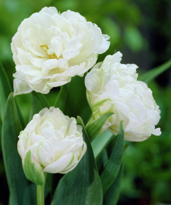 Тюльпаны сорта Mount Tacoma