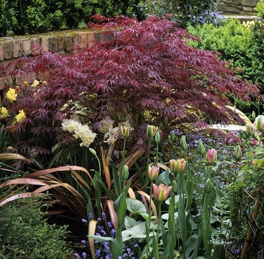 Сад тюльпанов