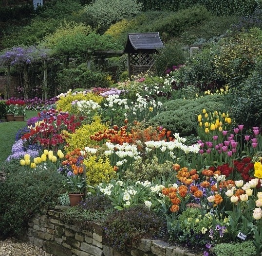 Сад тюльпанов