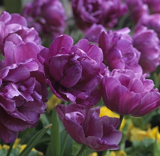 Тюльпаны сорта Blue Diamond