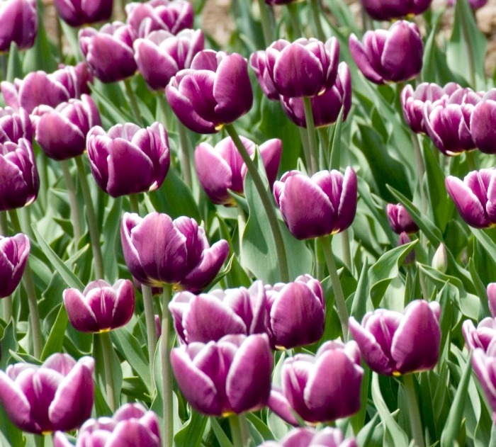 Тюльпаны сорта African Queen