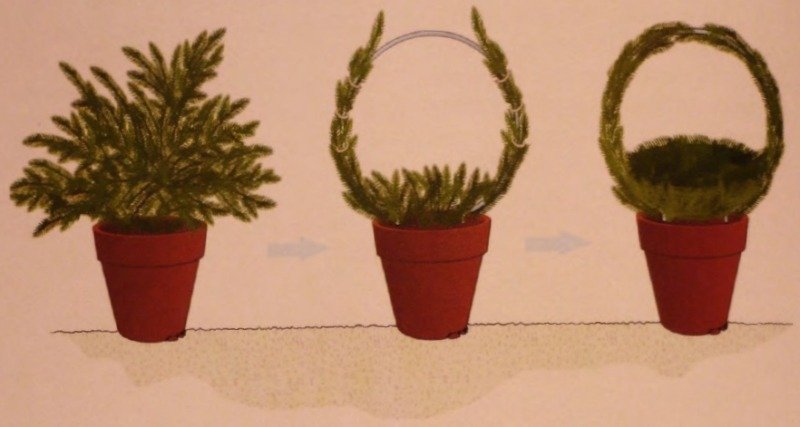 Формирование корзин из можжевельника Формирование корзин из можжевельника