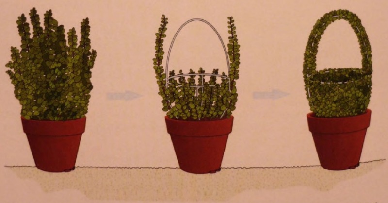 Формирование корзин из самшита Формирование корзин из самшита