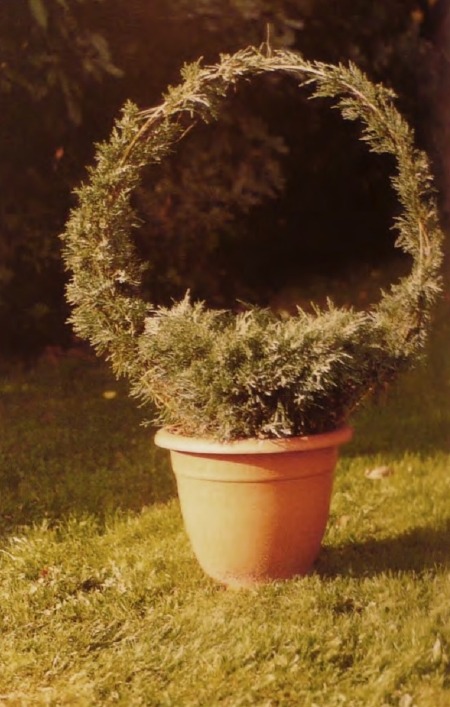 Топиарные фигуры и скульптуры. Корзина из можжевельника Топиарные фигуры и скульптуры. Корзина из можжевельника