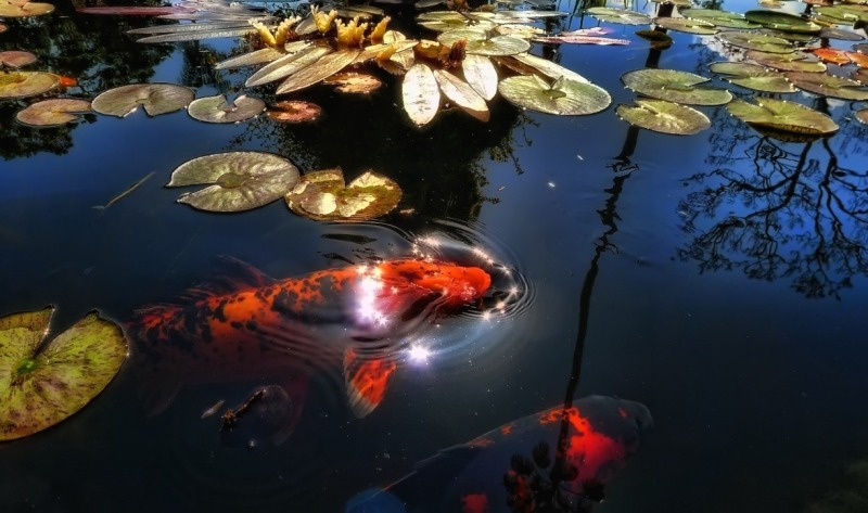 Рыба в искусственном водоеме