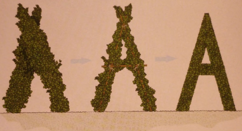 Формирование букв и цифр из растений Формирование букв и цифр из растений