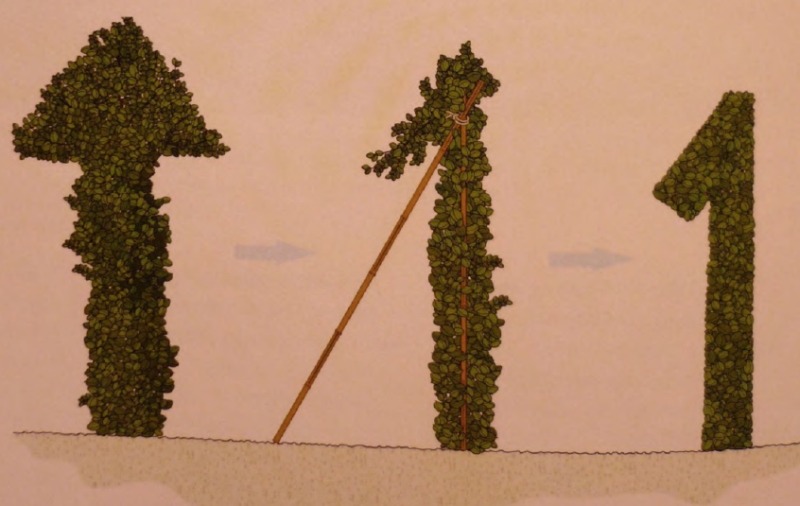 Формирование букв и цифр из растений Формирование букв и цифр из растений