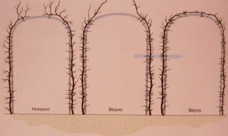 Формирование арки из двух растений