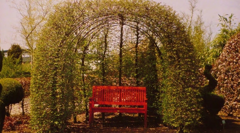 Зеленые арки образовали беседку