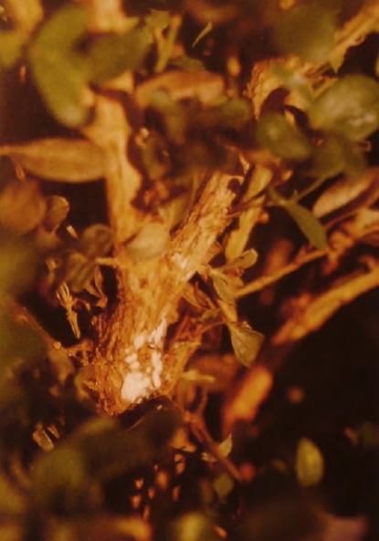 Отмирание побега самшита Отмирание побега самшита