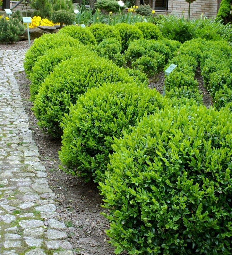 Сорт самшита Blauer Heinz Сорт самшита Blauer Heinz