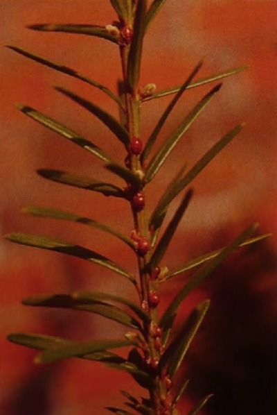 Щитовки на ветке тиса