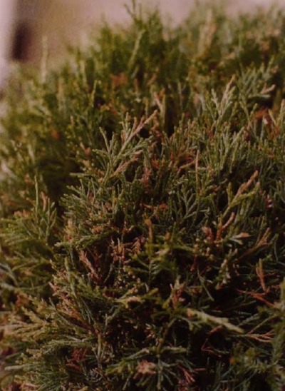 Поражение минной молью