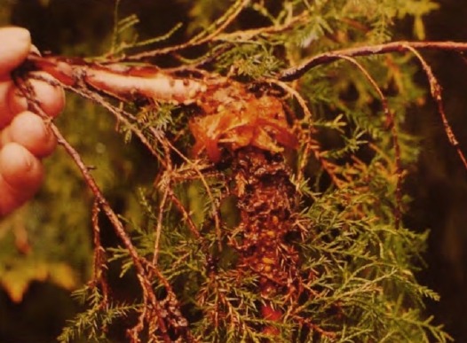 Поражение грибком Поражение грибком