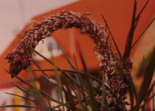 Сосна пораженная листоверткой