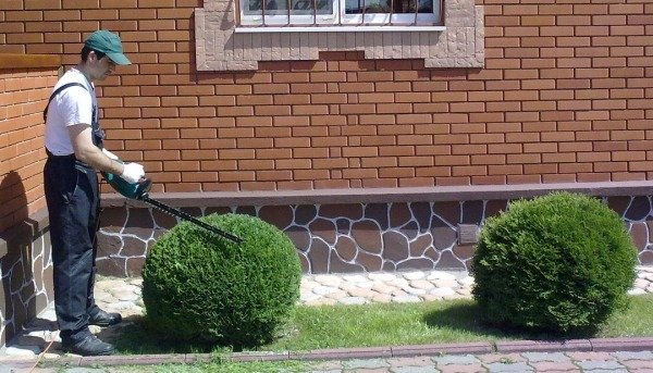 Фигурная стрижка кустов и деревьев - топиари. Способы и материалы